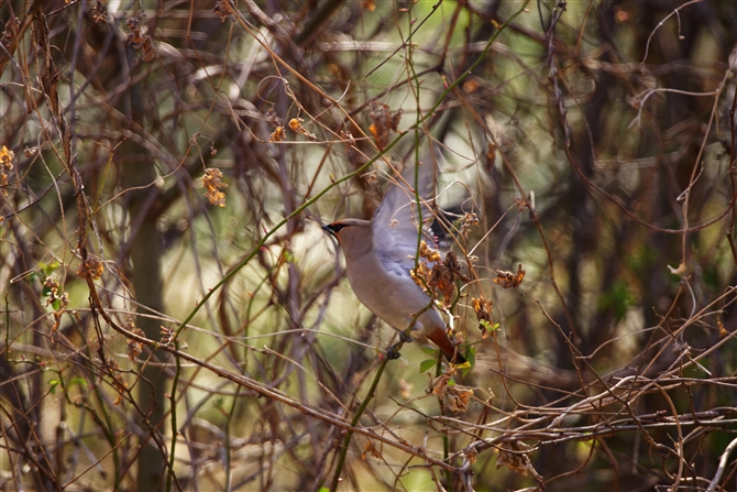 LWN,Bohemian Waxwing